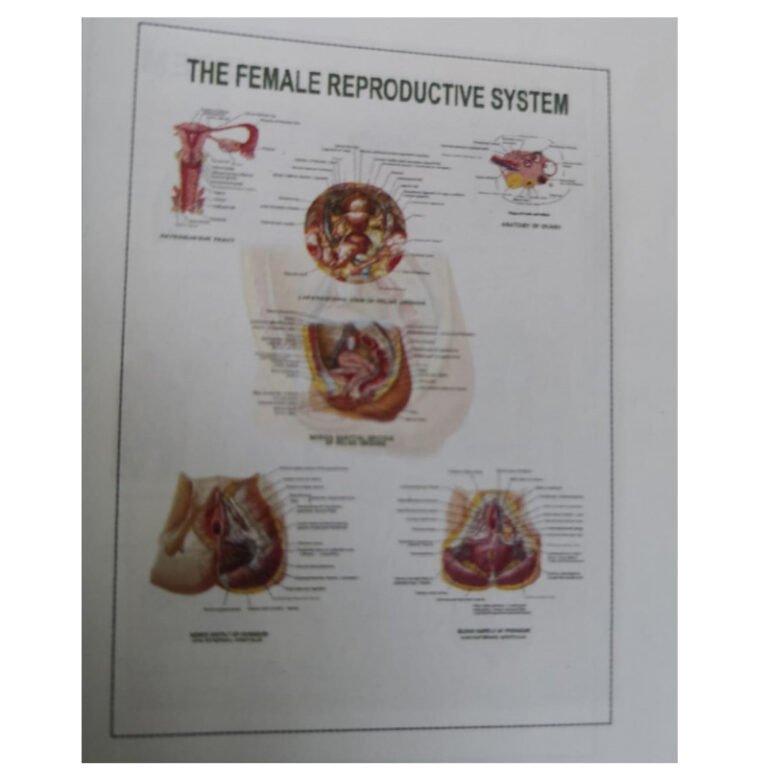 Female reproductive system – Paper corner